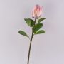 Rama decorativa de flores Protea real TANIEKA, rosa-blanco, 70 cm