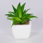 Aloe vera decorativa KATNISS, maceta de cerámica, verde, 9 cm