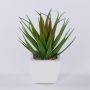 Agave decipiens decorativa KATNISS en maceta de cerámica, verde-rojo, 19 cm