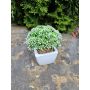 Planta artificial Sedum telephium KATNISS, maceta de cerámica, verde, 14 cm