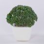 Planta artificial Sedum telephium KATNISS, maceta de cerámica, verde, 14 cm