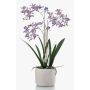 Orquídea artificial Renanthera BLANI en maceta de cerámica, raíces, violeta-blanco-amarillo, 55 cm