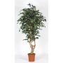 Ficus benjamina artificial SILENO, tronco real, verde-blanco, 200 cm - Fabricado en Italia