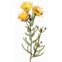 Flor artificial de capuchina BEYA, amarillo-naranja claro, 60cm, Ø6cm