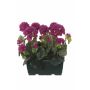Geranios artificiales FLOREANA en maceta, 2 unidades, rojo burdeos, 24 x 11 x 35 cm