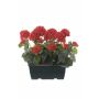 Geranios artificiales FLOREANA en maceta, 2 unidades, rojo, 24 x 11 x 35 cm