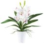 Orquídea Cymbidium BLORKE de tela en maceta de melamina, raíces, blanco-rosa, 55 cm