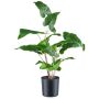 Planta artificial Anthurium MEHNDAS, verde, 50 cm