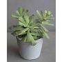 Echeveria artificial ZACHARIAS en maceta de hormigón, verde-gris, 18cm