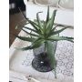 Aloe vera artificial WHITNEY, en vara de fijación, verde oscuro, 18 cm