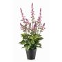 Planta artificial salvia SWORTA en maceta decorativa, flores, malva, 45 cm