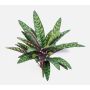 Planta artificial Calathea Makoyana MANAMI en varilla, verde-rojo, 40 cm