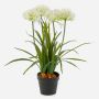 Planta artificial agapanto LESEDA en maceta decorativa, blanca, 65 cm