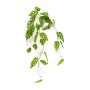 Planta colgante artificial Philodendron monstera adansonii RATLEV en varilla, 90 cm