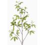 Rama decorativa de aralia MOLFER, verde, 115cm