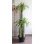 Palmera artificial de Madagascar BRAM en maceta decorativa, 170cm
