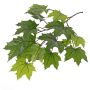 Rama de arce artificial VILGOT, zona de tránsito, verde, 70cm