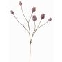 Cápsulas de amapola artificial ASUMAN, marrón, 70cm, Ø2-3cm