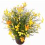 Flor decorativa impatiens GISINDA en maceta decorativa, amarillo-naranja, 25cm