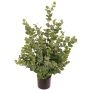 Árbol de eucalipto artificial TONFYN, tronco natural, verde, 100 cm