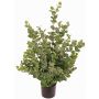Árbol de eucalipto artificial TONFYN, tronco natural, verde, 100cm