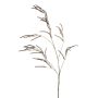Rama decorativa de amaranto CERRO con flores, marrón, 100cm