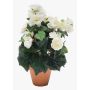 Begonia artificial CATINKA en maceta de terracota, crema, 30cm