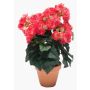 Begonia artificial CATINKA en maceta de terracota, rosa, 30cm