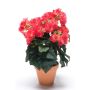 Begonia artificial CATINKA en maceta de terracota, rosa, 30cm