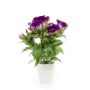 Lisianthus artificial PAULITA en maceta de cerámica, morado, 35cm