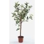 Olivo decorativo ALBERTO, tronco real, con frutos, 65cm
