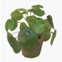 Planta china del dinero artificial SYBIL en maceta de terracota, verde, 13cm