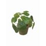 Planta china del dinero artificial SYBIL en maceta de terracota, verde, 13cm