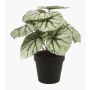 Begonia rex artificial MEIRA, verde-gris, 25cm
