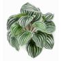 Peperomia artificial KEPANO en varilla de ajuste, verde-blanco, 25cm