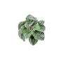 Peperomia artificial KEPANO en varilla de ajuste, verde-blanco, 25cm