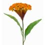 Cresta de gallo artificial ANUBIS, amarillo-naranja, 60cm, Ø13cm