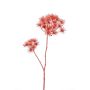 Heracleum artificial MASUYO, coral, 95cm
