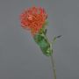 Protea decorativa HERVAS, rojo, 70cm