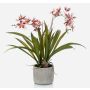 Orquídea oncidium falsa COLUNGA en maceta de cerámica, rosa-violeta, 45cm