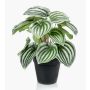 Peperomia artificial KEPANO, verde-blanco, 25cm