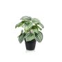 Peperomia artificial KEPANO, verde-blanco, 25cm