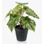 Begonia rex artificial MEIRA, verde-negro, 25cm