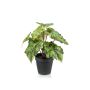 Begonia rex artificial MEIRA, verde-negro, 25cm