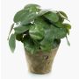 Planta china del dinero artificial SYBIL en maceta de terracota, verde, 22cm