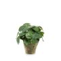 Planta china del dinero artificial SYBIL en maceta de terracota, verde, 22cm