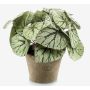 Begonia rex artificial MEIRA en maceta de terracota, frondoso, verde-gris, 25cm