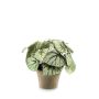 Begonia rex artificial MEIRA en maceta de terracota, frondoso, verde-gris, 25cm