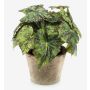 Begonia rex artificial MEIRA en maceta de terracota, frondoso, verde-negro, 25cm