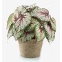 Begonia rex artificial MEIRA en maceta de terracota, frondoso, verde-rosa, 25cm